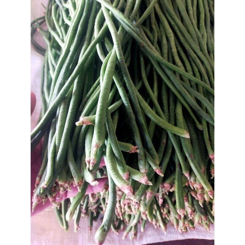 

Kacang Panjang