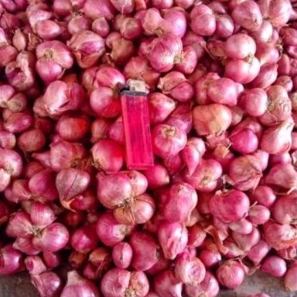 

Bawang Merah Nganjuk JUMBO 500gr Murah