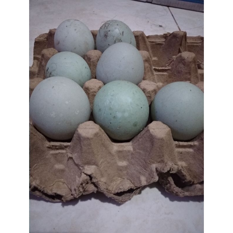 

Telurbebekfertyl#TelurBebekfertyl#Telurtetas