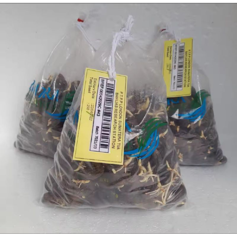 150 butir Benih Sawit LONSUM BERSERTIFIKAT ASLI