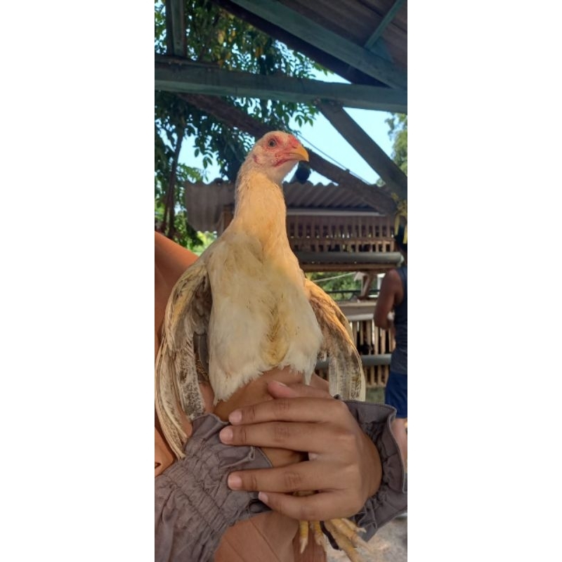 

Ayam Kampung Hidup Karawang LL_Farm