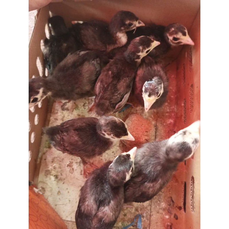 

Ayam Kalkun Hitam - Kalkun Black - Black Spanish - Ayam Hias Kalkun Hitam