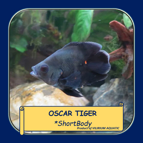 IKAN HIAS AIR TAWAR - OSCAR TIGER SHORTBODY (SB)