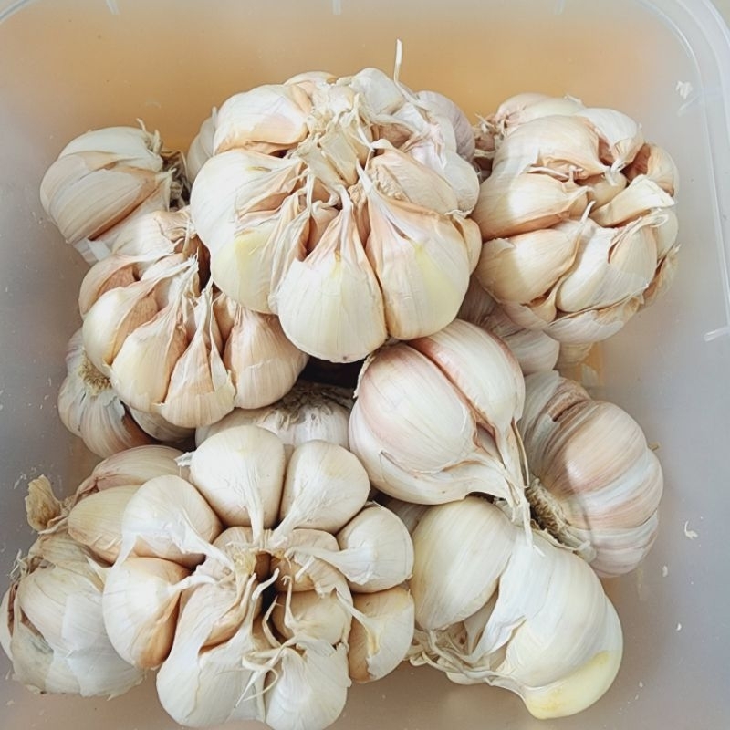 

BAWANG PUTIH BIASA/SINCO SUPER BERSIH DAN SEGAR