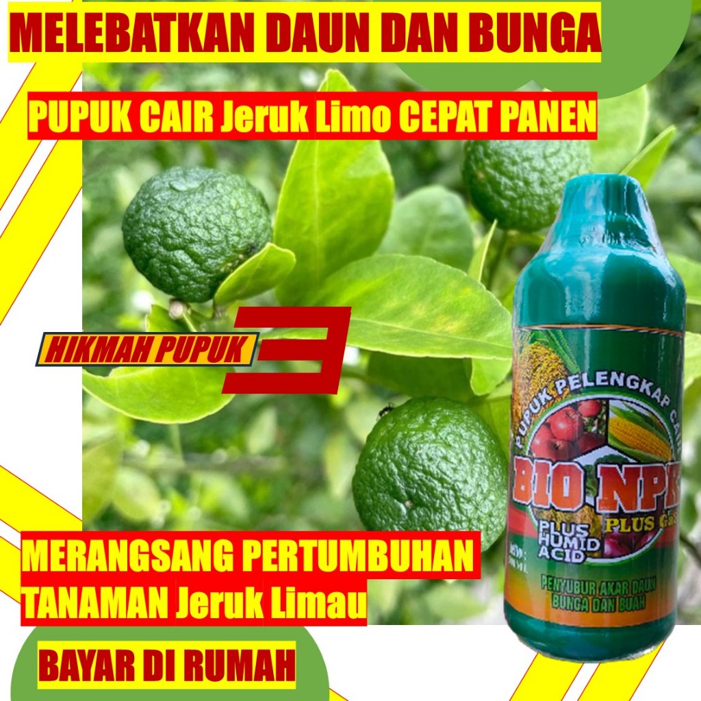 ISI 500 PUPUK PERTUMBUHAN JERUK LIMO, JERUK NIPIS BIAR BANYAK MERANGSANG BUNGA DAN BUAH ANTI HAMA CE