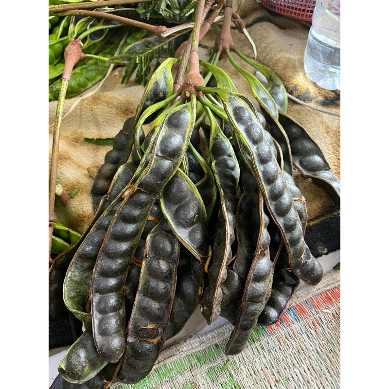 

PETE MATENG POHON 14 PAPAN