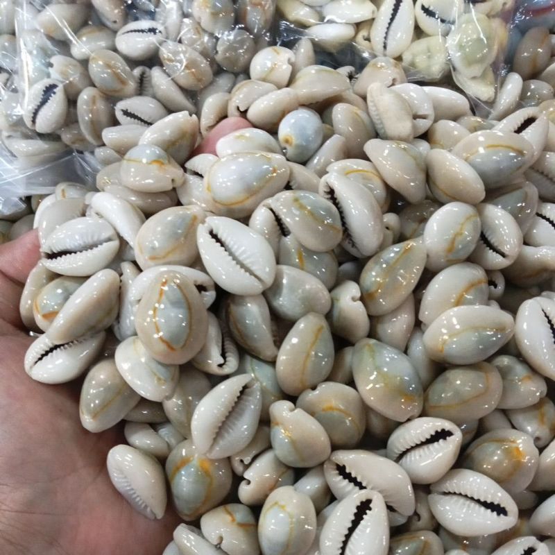 biji congklak murah / buli hitam / kuwuk /kucing" kiloan murah