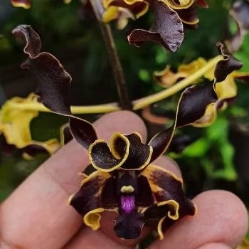 Anggrek Dendrobium Yuwono Mega Karya Dewasa