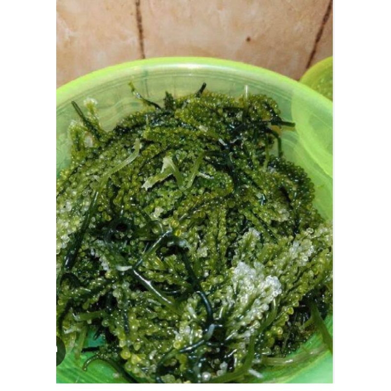 

latoh / anggur laut, berat 500 grm