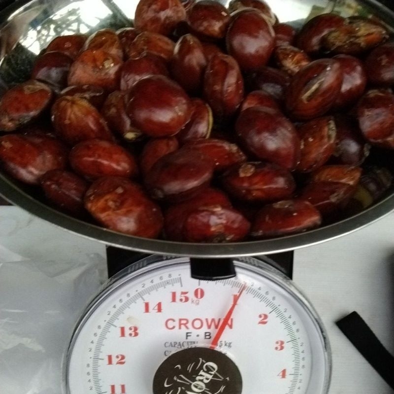 

jengkol tua Bengkulu original 1kg