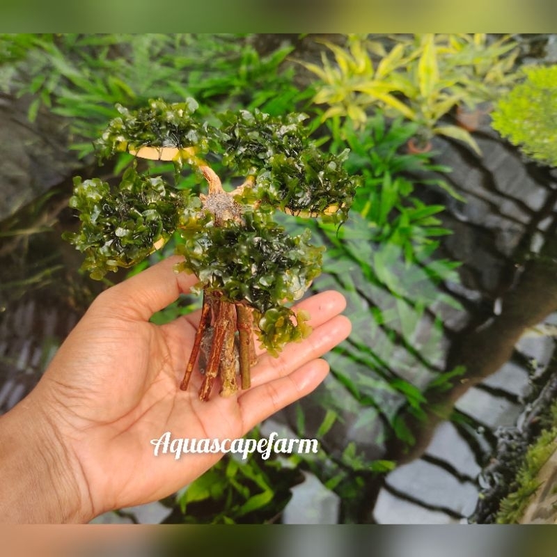 akar bonsai mini+mos felia low co2 tanaman aquascape hiasan aquarium