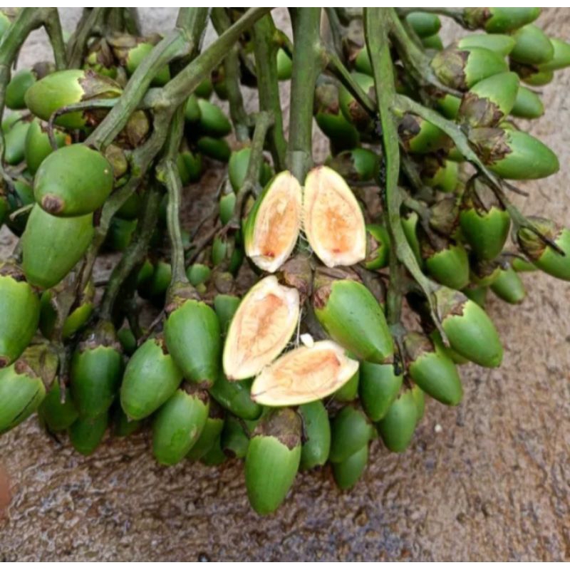 

1kg buah pinang muda berkualitas