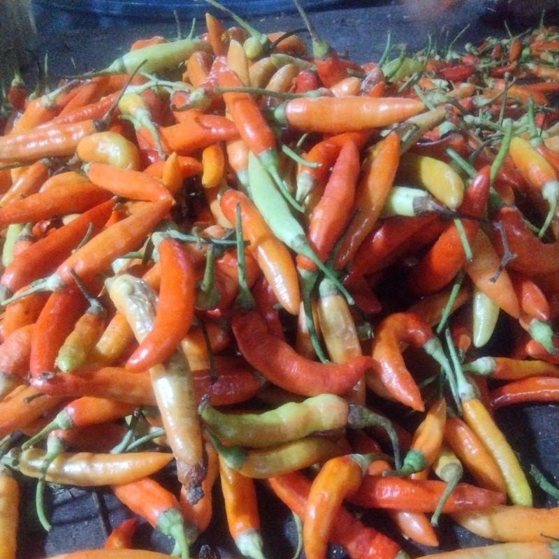 

Cabe Rawit merah Rawit Pedas