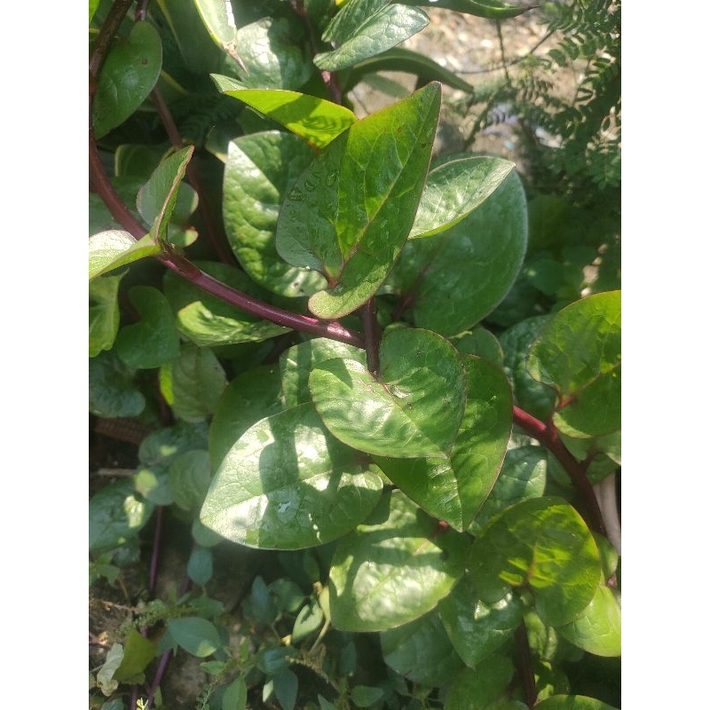 

daun benahong merah