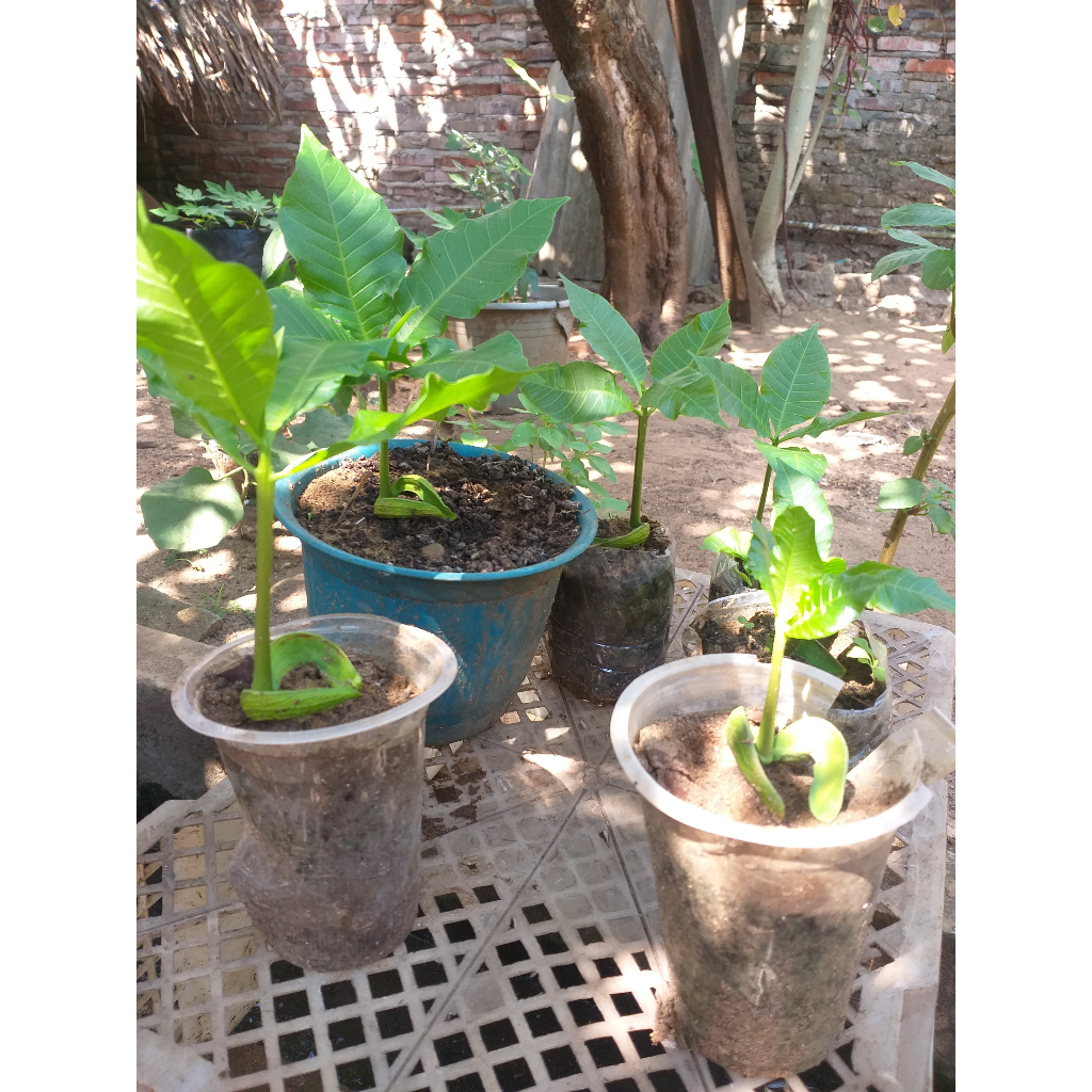 Bibit jambu mede - siap tanam jambu mede - bibit mete segar