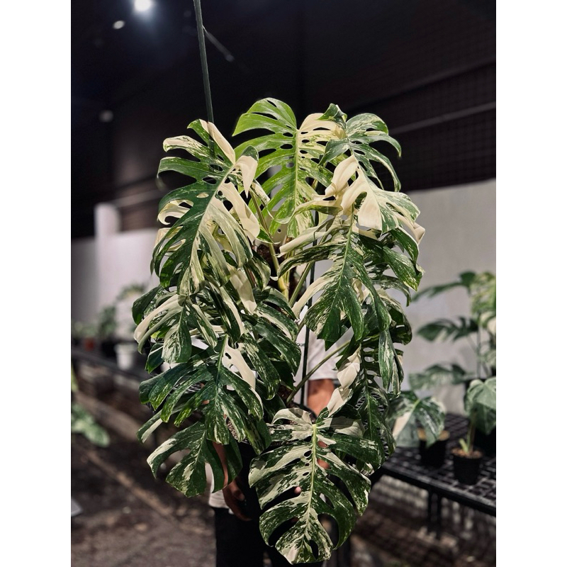 Plantbuys - Monstera Albo Variegata