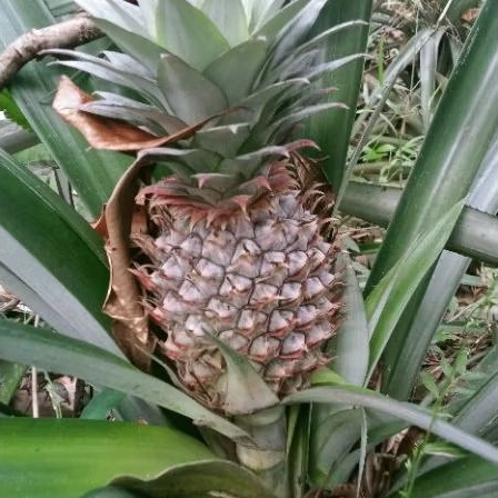 

Nanas merah 1 buah