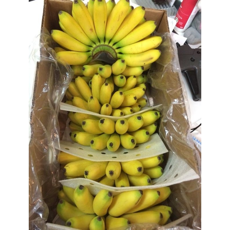 

Pisang banten super