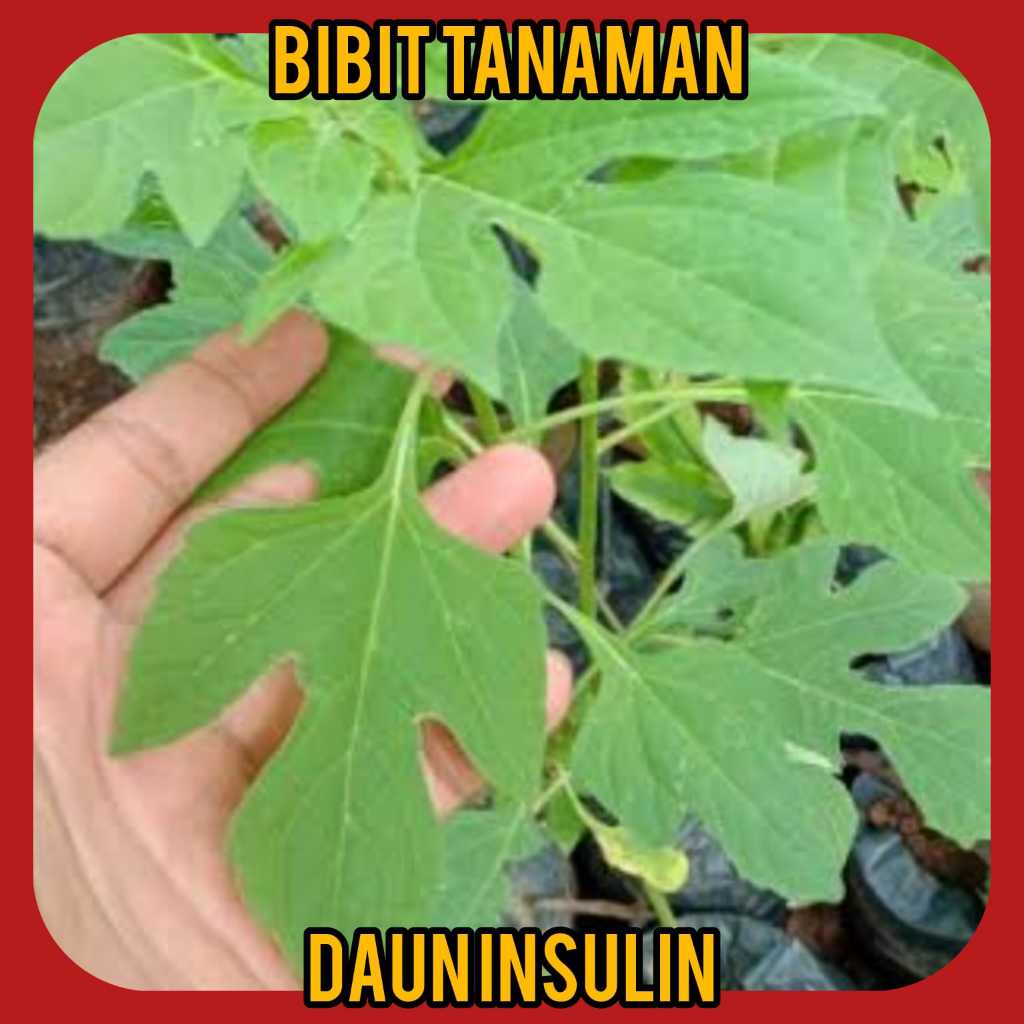 Bibit Daun Insulin