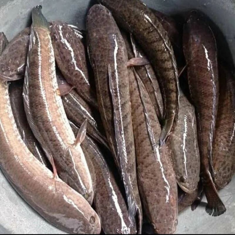

Ikan Gabus Segar 500gr