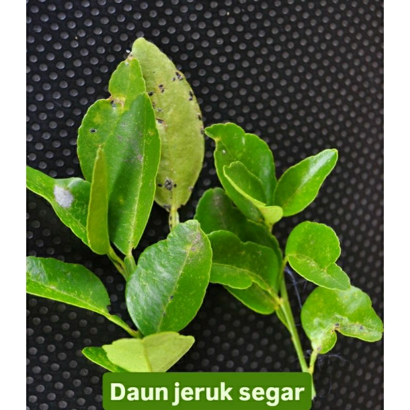 

daun jeruk segar 1 peck