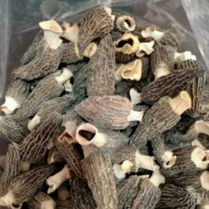

Jamur morel kering / yang du jun 羊肚菌 / dried morel mushroom