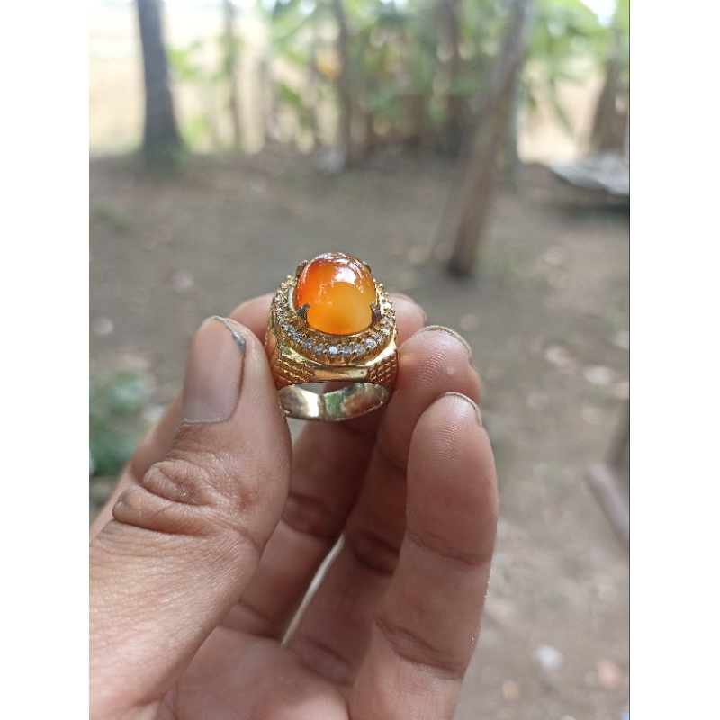 Bacan obi king asli natural