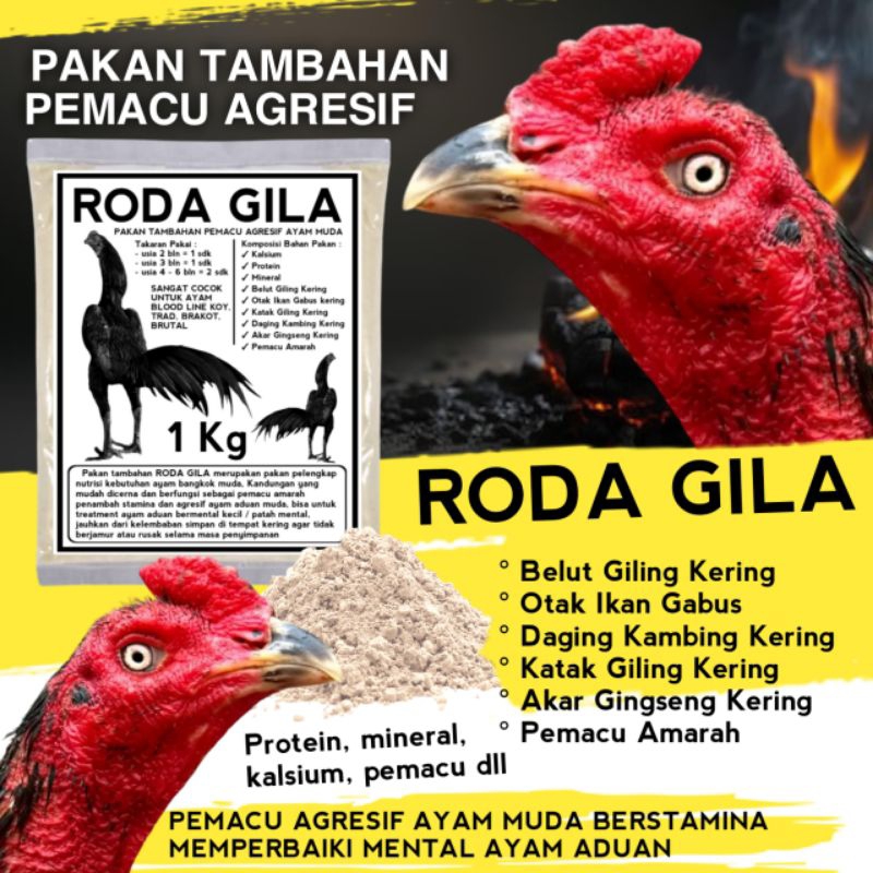 Pakhoy koytrad Roda Gila pakan tambahan peningkat agresif ayam aduan muda