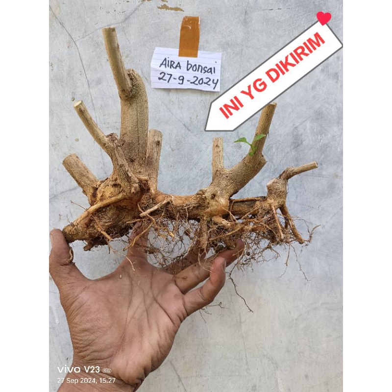 bahan bonsai lantana raff dongkelan