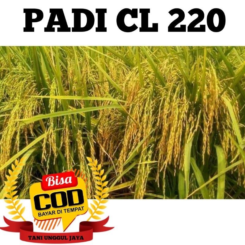 Benih Padi CL 220 Kemasan 5kg