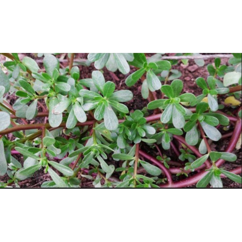 

JUAL DAUN KROKOT SEGAR 500GRAM