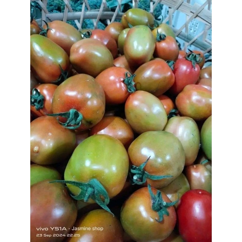 

tomat buah 1 kg, jus buah tomat, tomat masak, tomat kaya vitamin, tomat fresh, tomat bagus, tomat cantik.