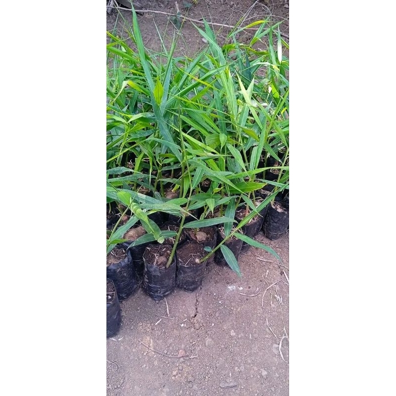 BIBIT JAHE MERAH SUPER