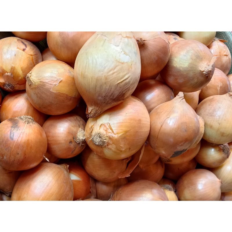 

Bawang Bombay 30.000-Per/1Kg Per/1Pcs-7.000