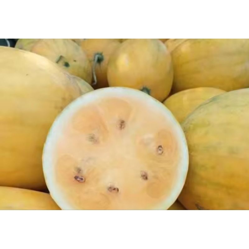 5 Butir - Benih Semangka Kuning Inden