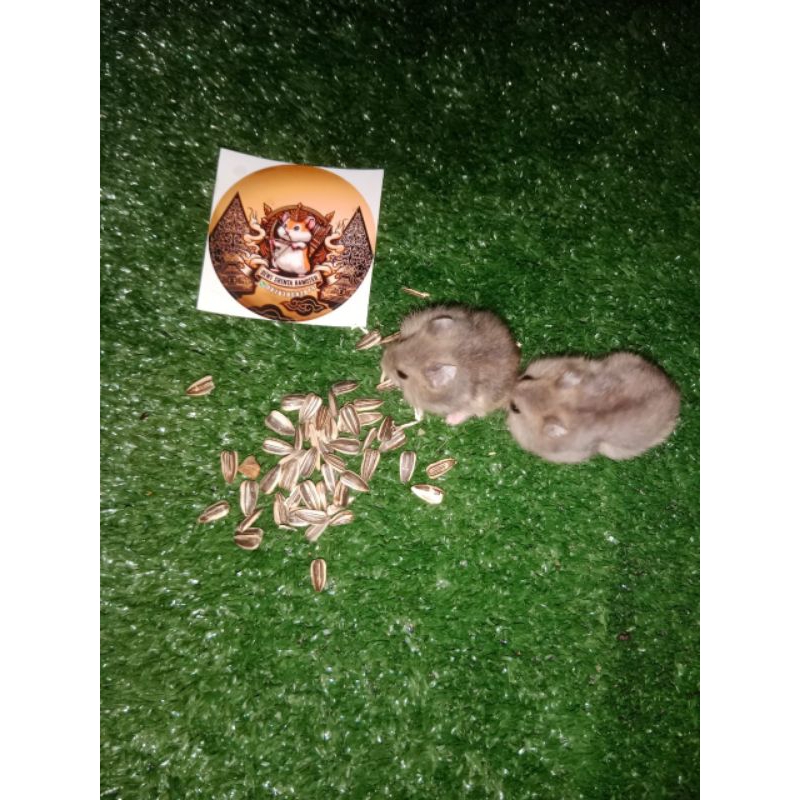 Hamster Winter White Sapphire