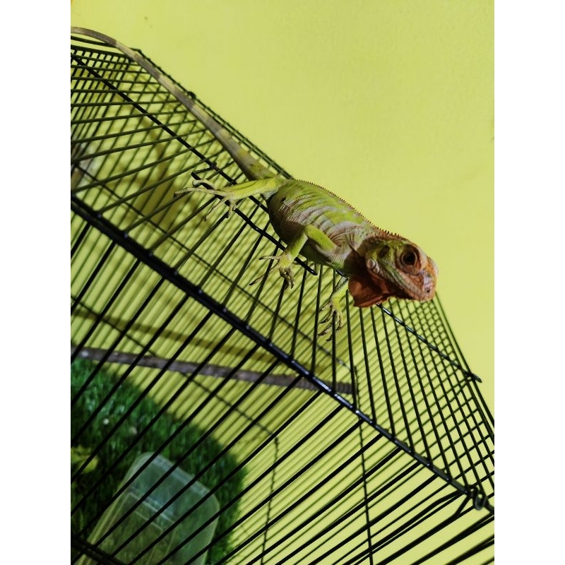 boneka iguana albino