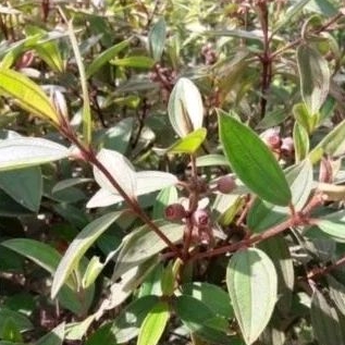 

Herbal daun harendong buah segar tanpa akar 200gr