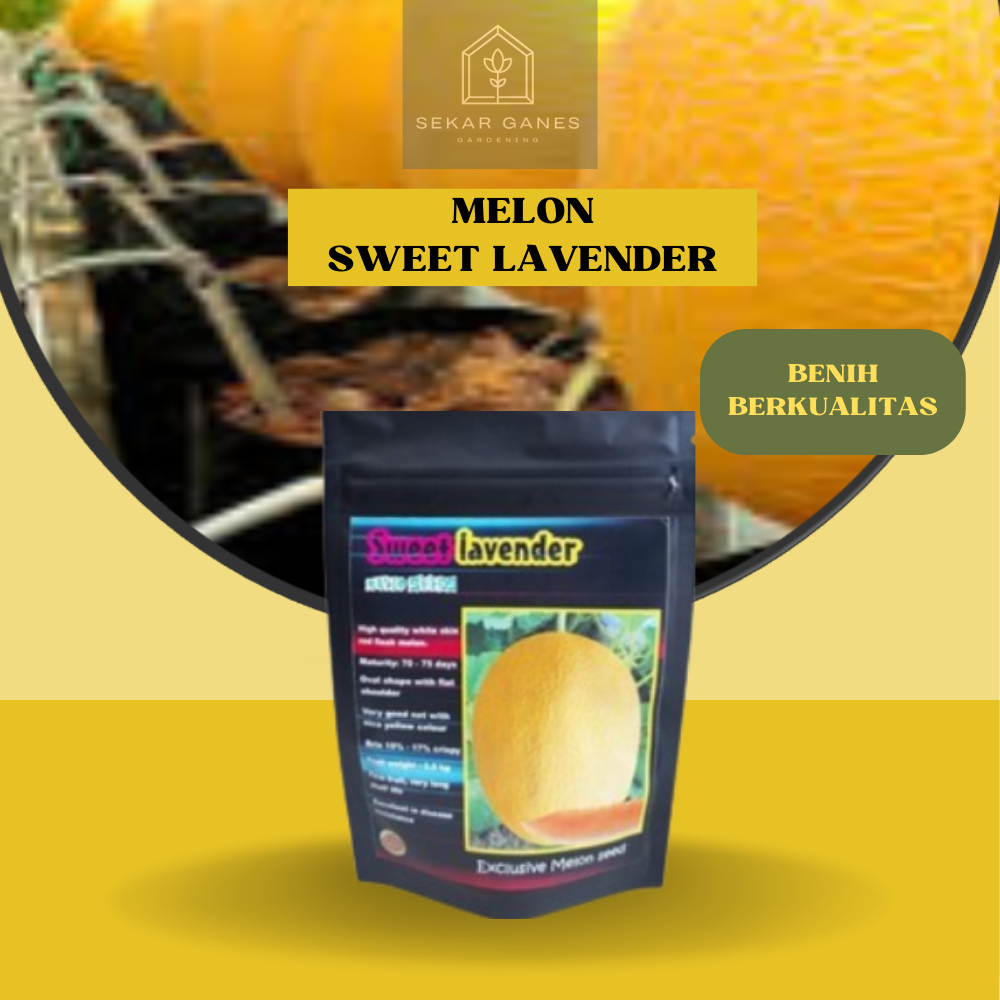 BENIH F1 Melon SWEET LAVENDER ISI 10 Gram ORI Melon Ekslusif Bibit Melon Sweet Net Melon Daging Oran