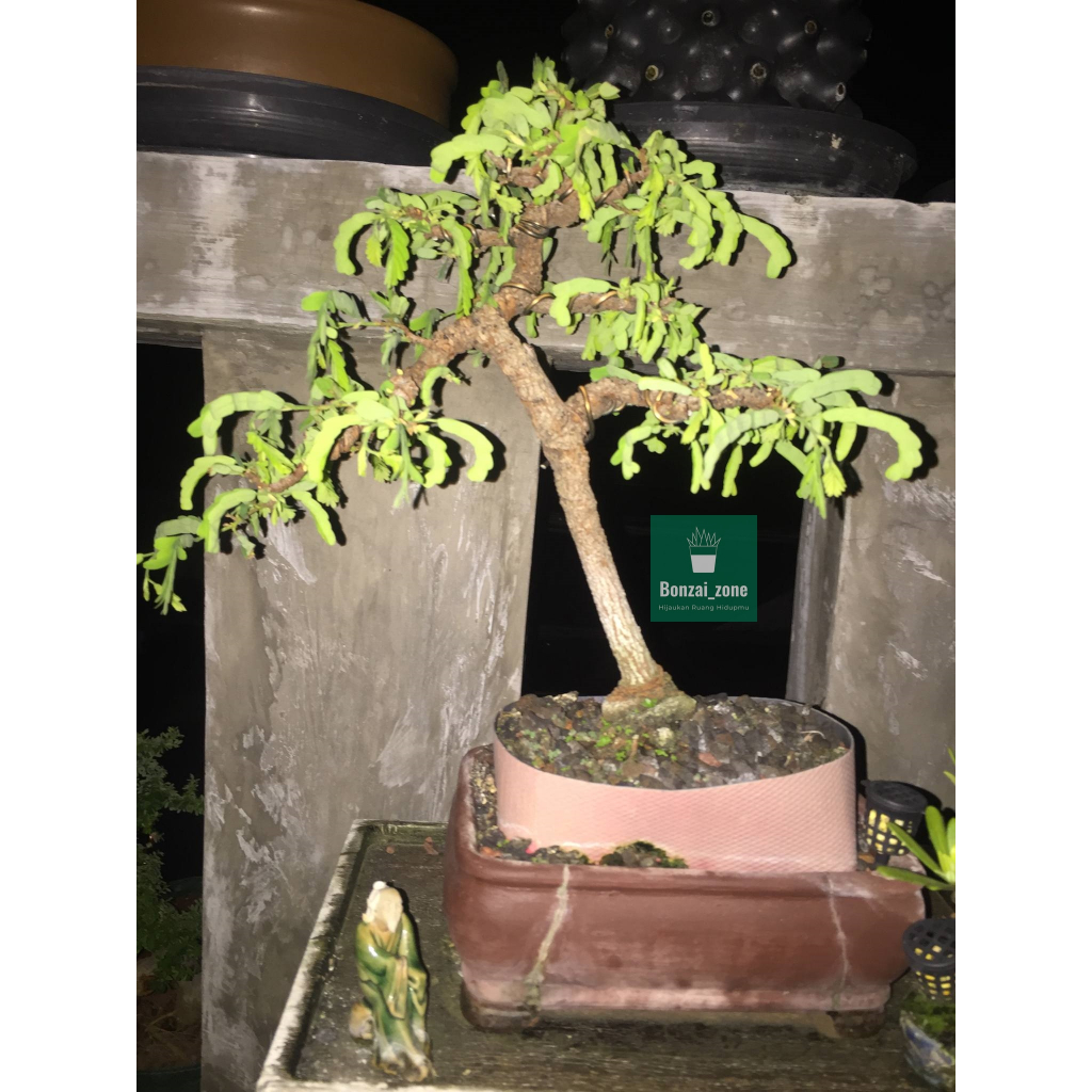 Bonsai Tamarindus indica (Asem Thailand )