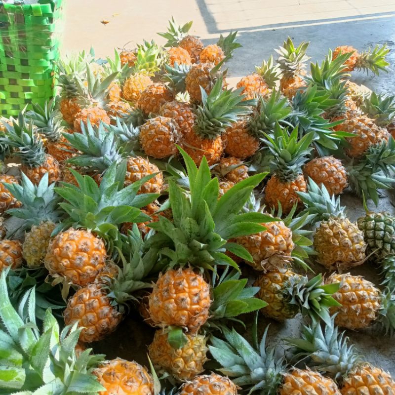 

nanas madu Pemalang