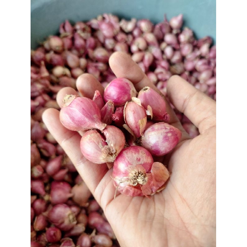 

Bawang merah Nganjuk ukuran tanggung 1kg