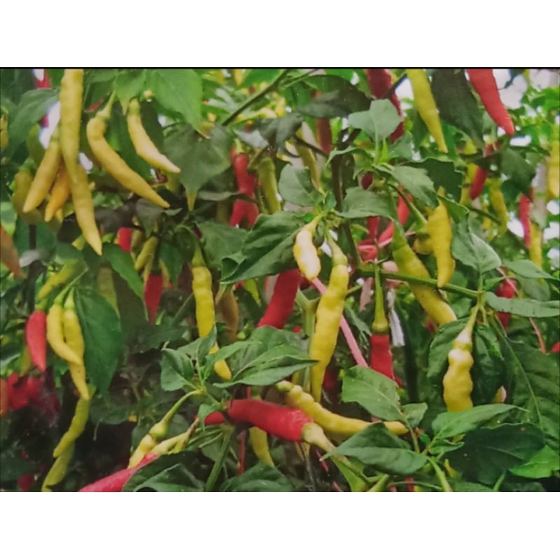 50 Butir - BENIH CABAI RAWIT KAMELIA ( Kemasan Repack  )