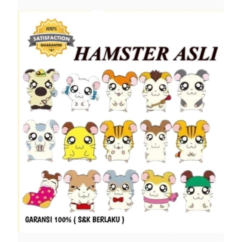 

STIKER MOTIF HAMSTER 100% ASLI (KIRIM SEPULAU JAWA)