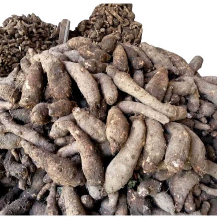 Talas belitung kimpul masih segar 1 kg ukuran besar