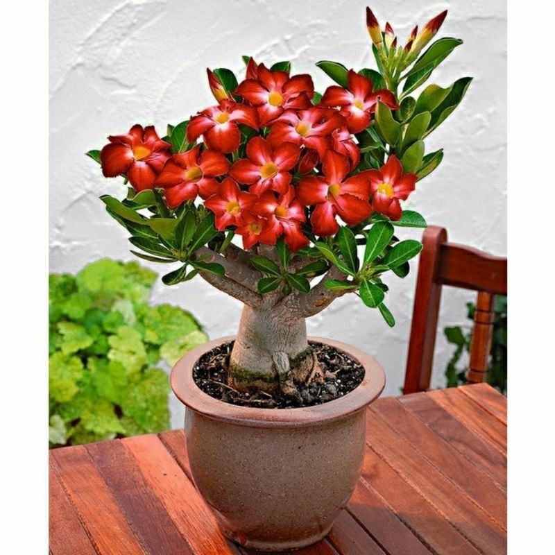 (BISA COD) BUNGA RED STAR KAMBOJA ADENIUM CABANG SERIBU-ADENIUM BUNGA TUMPUK DEWASA