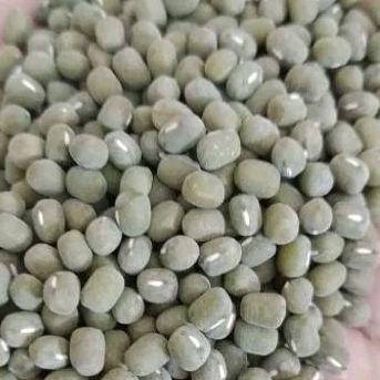 

kacang hijau