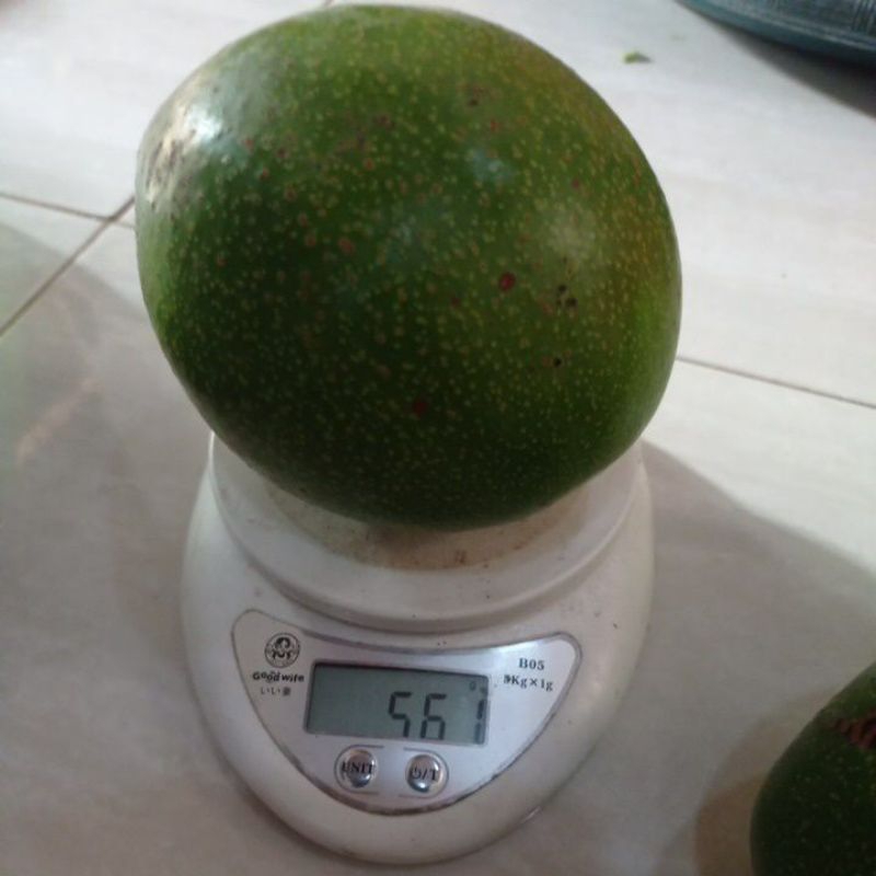 

alpukat mentega 1kg isi 2