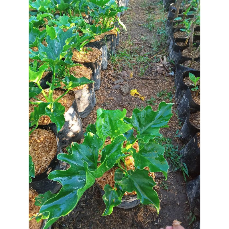 BUNGA PHILLO DENDRON