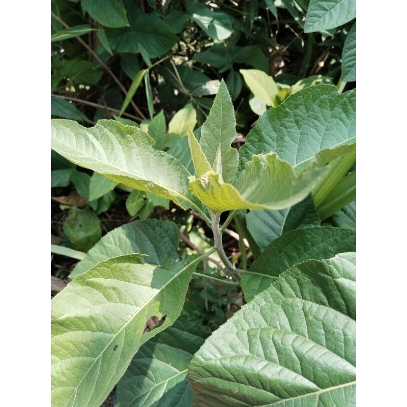 

daun sambung nyawa segar 1kg